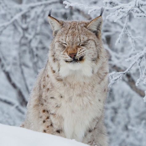 Lynx Lynx, Canada Lynx, Eurasian Lynx, Animals Tattoo, Animal Sketches, Wild Nature, Cat Aesthetic, Big Cat, Cute Creatures