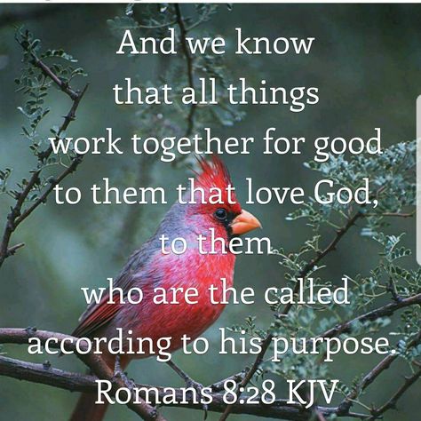 Romans 8:28 KJV Romans 8 28 Kjv, Faith Verses, Special Friend Quotes, All Things Work Together, Brand New Day, Romans 8, Truth Of Life, King James Bible, Verses Quotes