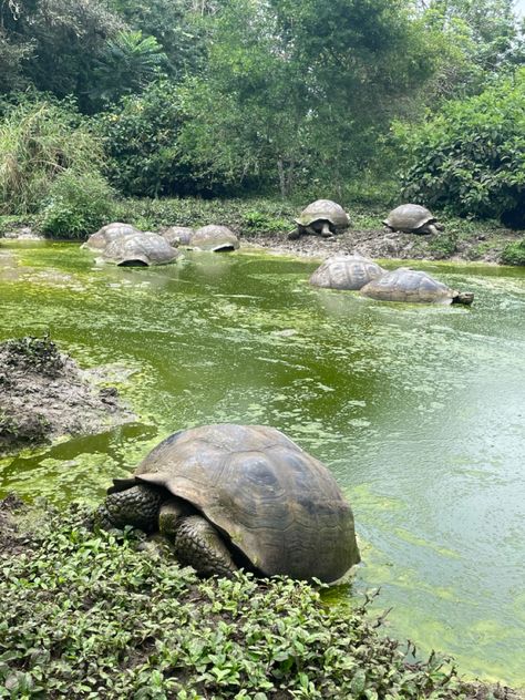 Galapogas Islands, Galapagos Islands Aesthetic, Tortoise Aesthetic, Ecuador Aesthetic, Turtle Aesthetic, Galapagos Islands Travel, Galapagos Island, Galapagos Ecuador, Galapagos Tortoise