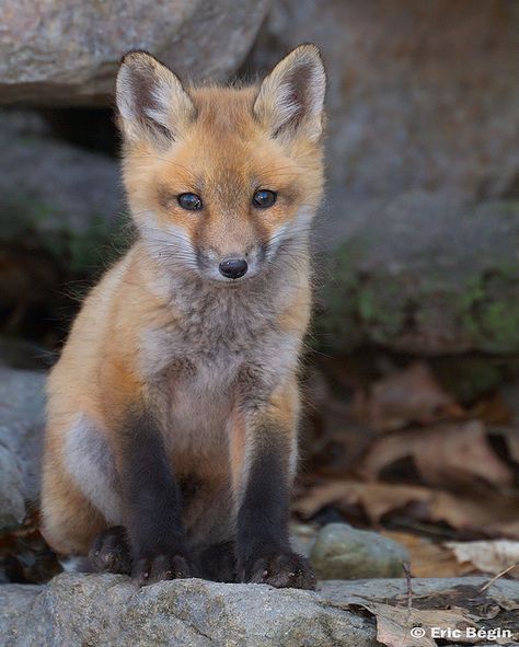 Babyyy! Volpe Artica, Fuchs Baby, Fox Pups, Baby Animal Names, Wild Dogs, Baby Fox, Cute Fox, Red Fox, Cute Creatures