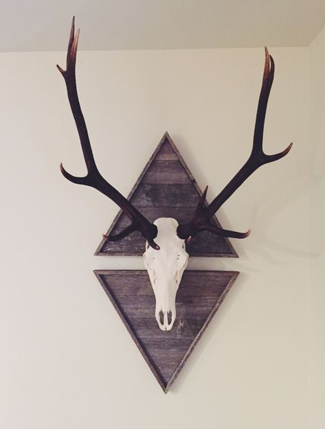 European mount #elk Elk Decor Ideas, Elk Rack Mount, Deer Skull Living Room, Elk Skull Decor, Elk Mounts Ideas, European Deer Mount Decor, Deer Skull Wall Decor, Elk Skull Mount, Elk European Mount Ideas