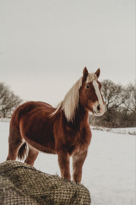 Horse, Belgian horse, draft horse, sleigh, winter Horse Snow, Belgian Draft, Belgian Draft Horse, Belgian Horse, Infinity Wallpaper, Cute Horse Pictures, Draft Horse, My Horse, Draft Horses