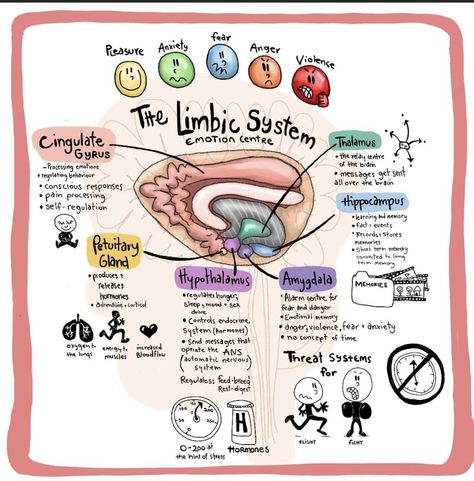 Nervus Vagus, Psychology Notes, Psychology Studies, Mental Health Activities, Brain Facts, Limbic System, Mental Health Facts, Mental Health Therapy, Mental Health Counseling