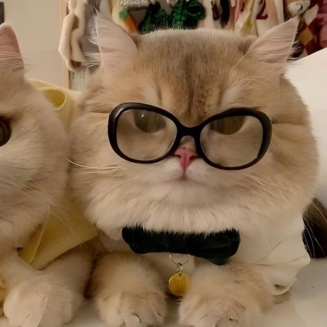 2 Cats Matching Pfp, Kitty Matching Pfp Couple, Matching Kitten Pfps, Couple Cats Pfp, Profile Wa Couple, Cat Pfp Matching Couple, Match Profile Couple, Matching Pfp Couple Animals, Cat Cp Pfp