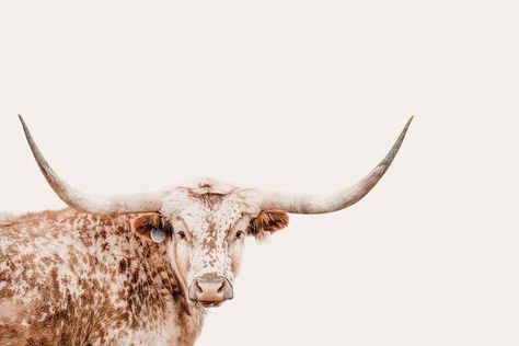 Western Wallpaper Iphone Backgrounds, Western Aesthetic Wallpaper, Cow Photography, Western Wallpaper, San Myshuno, Country Backgrounds, Western Prints, Western Photo, Western Photography