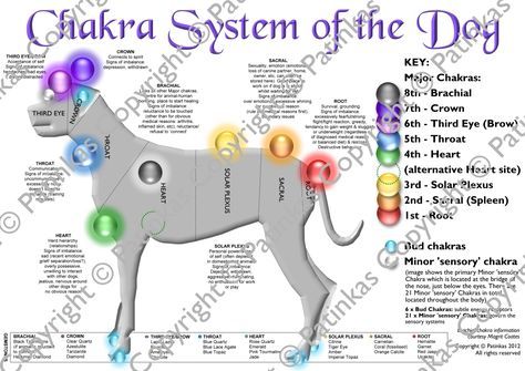 Pet Healing, Chakras Healing, Animal Reiki, Energy Healing Reiki, Chakra System, Energy Medicine, Life Force Energy, Reiki Crystals, Reiki Energy