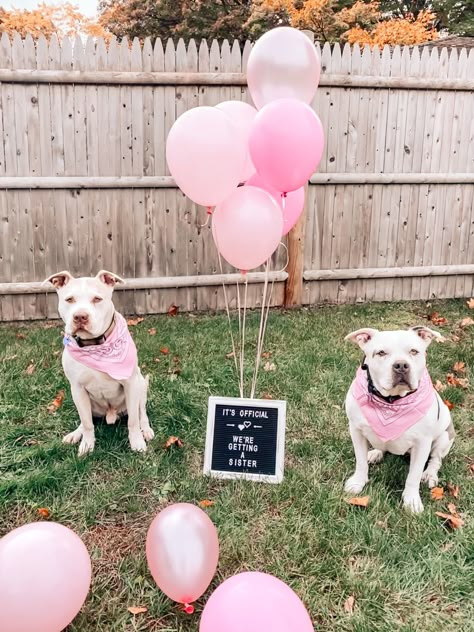 Gender Announcement Pictures With Dogs, Gender Announcement With Dog, Gender Reveal Pictures With Dog, Simple Gender Reveal Ideas With Dogs, It’s A Girl Gender Announcement Ideas, Gender Reveal Ideas Dog, Dog Gender Reveal Ideas, Gender Reveal With Dog, Baby Girl Gender Announcement