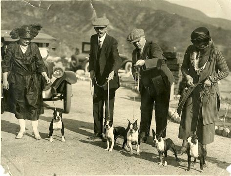 Boston Terrier History: The Birthplace of the "Roundhead" – American Kennel Club Vintage Boston Terrier, Boston Pictures, Baby Boston Terriers, English Terrier, American Bull, Vintage Boston, Boston Terrier Love, Boston Terrier Puppy, Pasadena California