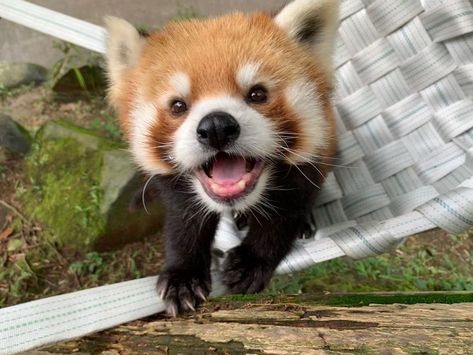 Happiness Template, Coquette Animals, Panda Emoji, Animal Pfp, Wanna Cuddle, Red Panda Cute, Gorillaz Art, Red Pandas, Pets 3