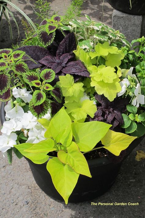 Together coleus, sweet potato vine and impatiens make a spectacular impact, with a contemporary vibe, when placed in a black container. Sweet Potato Vine Planter, Potato Vine Planters, Container Gardening Ideas, Sweet Potato Vine, Potato Vines, Garden Vines, Container Gardening Flowers, Garden Containers, Garden Recipes