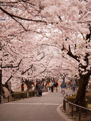 Tokyo, Japan  Thankyou to Kimura-San (RIP) who took me to see the Sakura blossoms in the park. Prom Committee, Tokyo Picture, Ueno Park, Natural Wallpaper, Monte Fuji, Japan Sakura, Sakura Art, Cherry Blossom Trees, Tokyo Travel