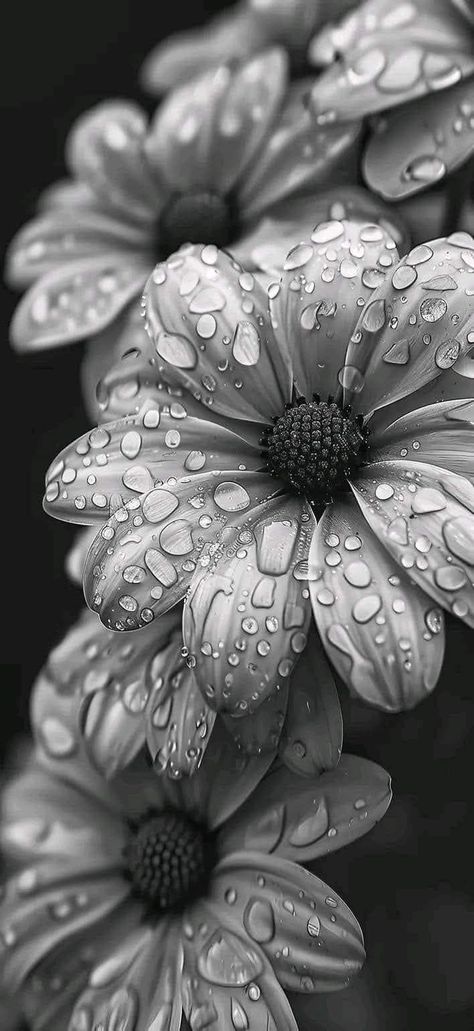 Black And White Cool Pictures, Black And White Plant Photography, Black And White Plant Aesthetic, Grey Scale Aesthetic, Dark And White Aesthetic, High Contrast Black And White Photos, Photography With Black Background, Black And White Photos Aesthetic, Black And White Reference Photos