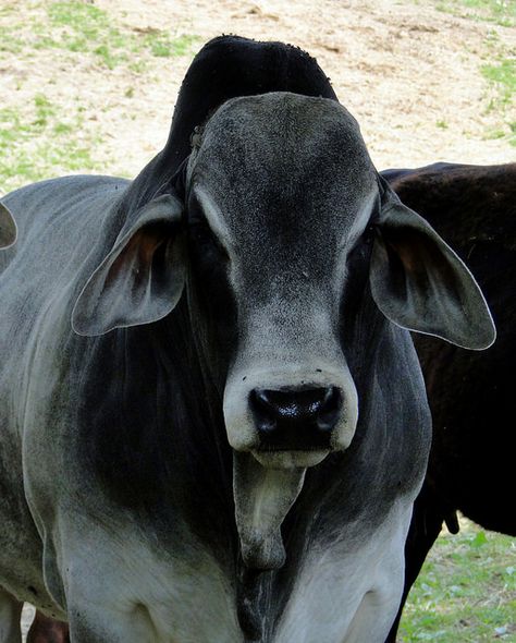 Brahma Bull | by Cindy Cornett Selgle