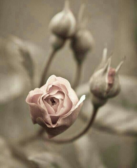 Foto Macro, Deco Pastel, 수채화 그림, Arte Floral, Beautiful Blooms, Pink Gray, Pink Brown, A Rose, The Rose