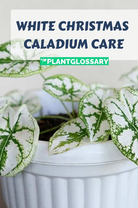 Bringing the White Christmas Caladium into your garden or home can add a touch of elegance with its distinctive white and green leaves. This article offers comprehensive advice on how to grow and care for White Christmas Caladium. Learn about the optimal soil, watering practices, and light conditions to ensure your plants remain healthy and vibrant. Follow these guidelines to enjoy the beauty of White Christmas Caladium throughout the growing season. Caladium Care, Hanging Plants Indoor, Nutrient Deficiency, Soil Improvement, Organic Matter, How To Grow, White Christmas, Green Leaves, To Grow