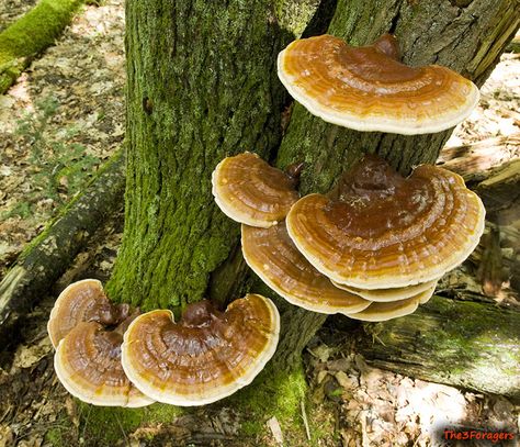 Lions Mane Benefits, Cool Insects, Mushroom Pictures, Hormonal Imbalance, Live Tree, Lion's Mane, Reishi Mushroom, Mushroom Fungi, Edible Food