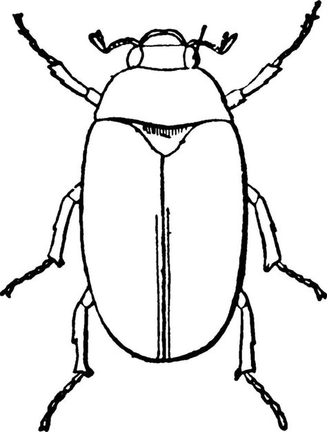 May Beetle, vintage illustration. Black And White Beetle, White Beetle, Beetle Drawing, Insect Clipart, Black And White Google, Plant Clips, Clipart Black And White, Story Characters, Outline Drawings