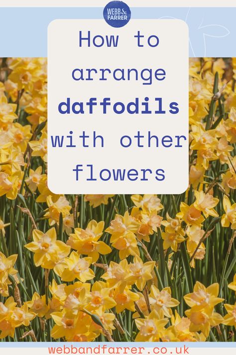 bright yellow daffodil flowers grow in a field. on top of the image is text in blue writing that says: How to arrange daffodils with other flowers. webbandfarrer.co.uk Tulip Daffodil Bouquet, Daffodil Arrangements Floral Design, Daffodil Flower Arrangements, Daffodil Arrangements, Daffodil Centerpiece, Daffodil Wedding Flowers, Farmhouse Gardens, Daffodil Wedding, Daffodils Planting