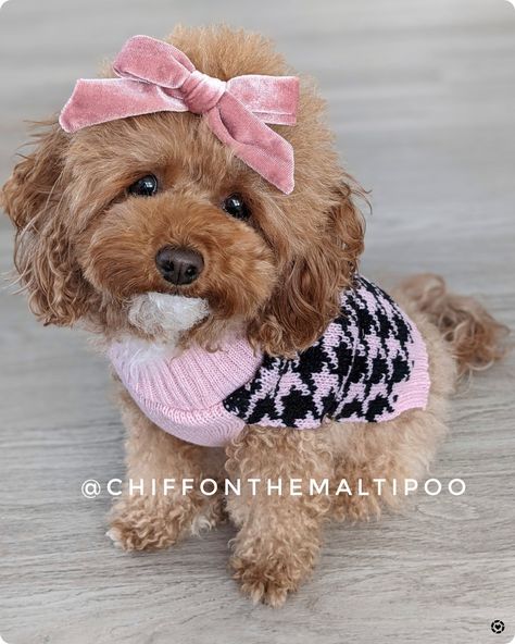 Toy Poodle Dressed Up, Maltipoo Outfits, Toy Poodle Clothes, Toy Poodle Outfits, Poodle Clothes, Maltese Dogs Haircuts, Puppy Aesthetic, Puppy Things, Poodle Dress