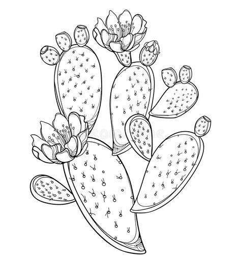 Vector branch of outline Indian fig Opuntia or prickly pear cactus, fruit, flower and spiny stem in black isolated on white. Vector branch of outline Indian fig vector illustration Cactus Outline, Cactus Fruit, Cactus Tattoo, Cactus Drawing, Cactus Illustration, Fruits Drawing, Leather Tooling Patterns, Tooling Patterns, Pear Cactus