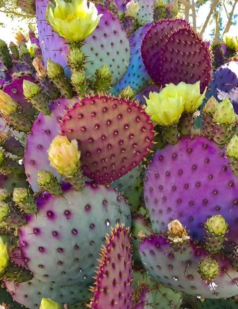 Purple Prickly Pear Cactus, Purple Prickly Pear, Isabela Madrigal, Cactus Paintings, Botanical Photography, Cactus Photography, Wildflower Photo, Blooming Cactus, Pear Cactus