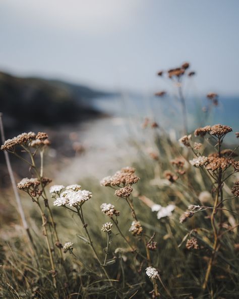 Earthy Tones Aesthetic, North Cornwall, Pretty Landscapes, Background Pictures, End Of Summer, Photography Portfolio, The Coast, Nature Pictures, Cornwall