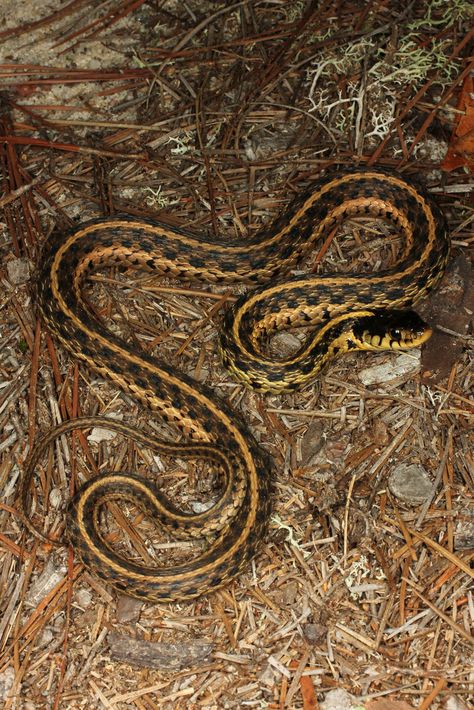 Eastern Garter Snake, Thamnophis sirtalis, SC Eastern Garter Snake, Dream Snake, Painting Items, Water Spirits, Python Morphs, Garden Snakes, National Geographic Photography, Garter Snake, Venomous Snakes