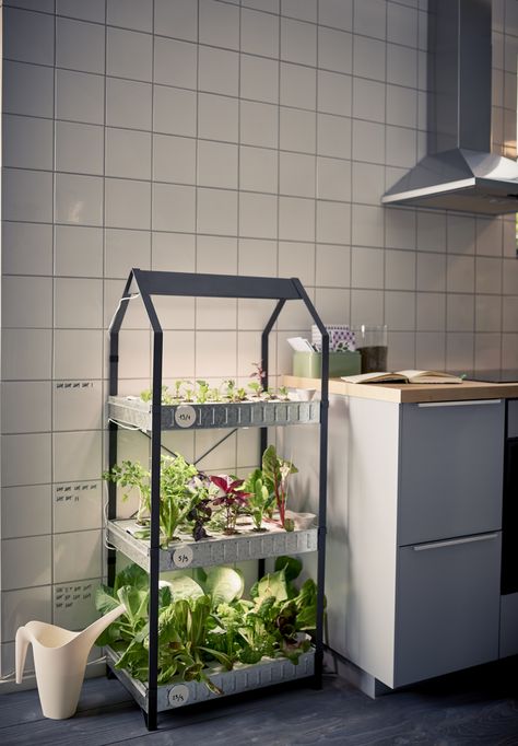 Grow Food Inside, Indoor Hydroponic Gardening, Indoor Garden Apartment, Home Hydroponics, Plants And Pots, Mini Serre, Indoor Farming, Indoor Vegetables, Indoor Greenhouse