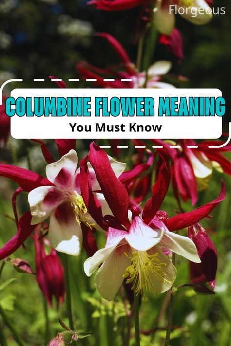 Columbine Flower Meaning Columbine Flower, Floral Arrangement, Gratitude, Flowers