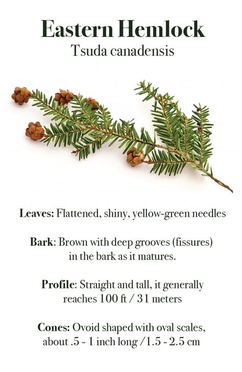 Eastern Hemlock Tattoo, Eastern Hemlock Tree, Bark Identification, Hemlock Tattoo, Tree Bark Identification, Hemlock Tree, Eastern Hemlock, Tsuga Canadensis, Calming Essential Oil Blends