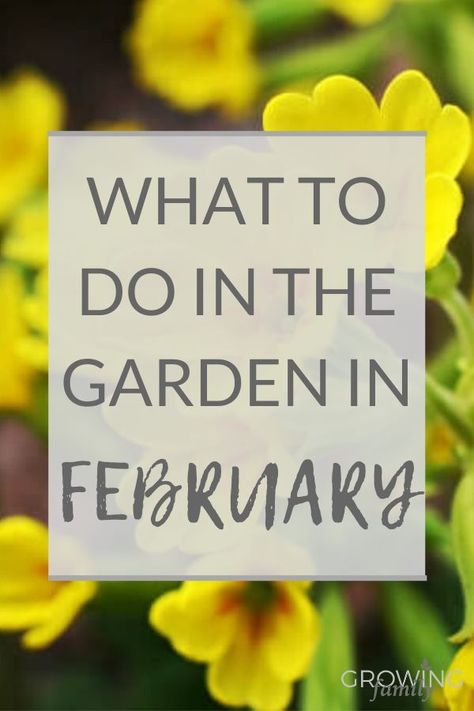 Spring Gardening Tips, Things To Plant In February, Preparing Garden For Spring, What Flowers To Plant In March, Flowers To Plant In February, Spring Garden Planning, February Garden Tasks, Spring Garden Ideas Landscaping, March Garden Checklist