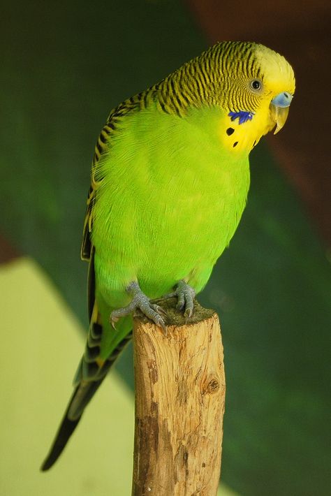 BUDGERIGAR - Melopsittacus undulatus . . . Wild budgerigars are usually found to be mostly green in colour . . . Wild throughout the drier parts of Australia Budgerigar Bird, Green Budgie, Bird Breeds, Budgies Bird, Budgie Parakeet, Australian Birds, Parakeets, Pet Bird, Bird Pictures