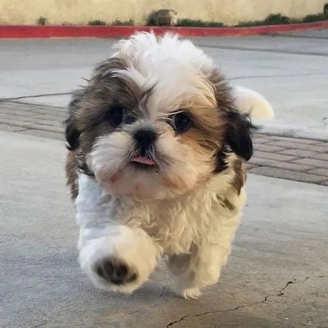 14 Adorable Shih Tzu Who Will Make Your Day Better | PetPress Perro Shih Tzu, Chien Shih Tzu, Cute Puppy Pictures, Indoor Dog, Pretty Dogs, Shih Tzu Puppy, Shih Tzu Dog, White Dog, Puppy Pictures