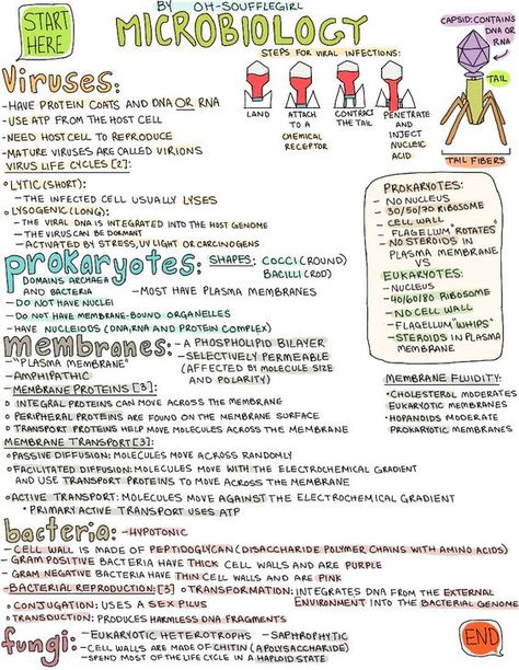 microbiology! Thanks Janie, you're the best :) This poster is going to be a life saver. I can see this now.: Microbiology Nursing Notes, How To Study For Microbiology, Medical Microbiology Notes, Micro Biology Notes, Microbiology Aesthetic Notes, Microbiology Study Cheat Sheets, Virology Microbiology, Basic Microbiology, Microbiology Poster