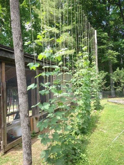 Growing Hops at Home : 9 Steps (with Pictures) - Instructables Hop Trellis Ideas, Hops Trellis Ideas, Hops Garden Trellis, How To Grow Hops, How To Grow Hops Trellis Ideas, Growing Hops Trellis, Hops Plant Trellis, Hop Trellis, Hops Growing