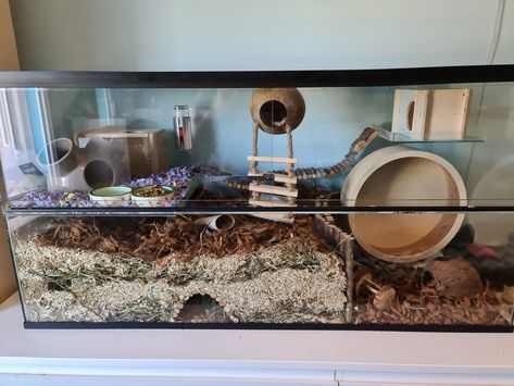 Changed my lady's enclosure today they're bussy exploring  #Gerbil #Gerbils #rodent #pet Gerbil Enclosure Ideas, Gerbil Enclosure, Mice Enclosure, Hamster House Ideas, Gerbil Habitat, Hamster Cages Ideas, Gerbil Cage Ideas, Hamster Enclosure Ideas, Hamster Diy Cage