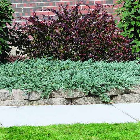 Blue Rug Juniper, Juniper Shrub, Laurel Shrub, Flowering Pear Tree, Low Growing Shrubs, Arborvitae Tree, Potted Christmas Trees, Juniper Tree, Redbud Tree