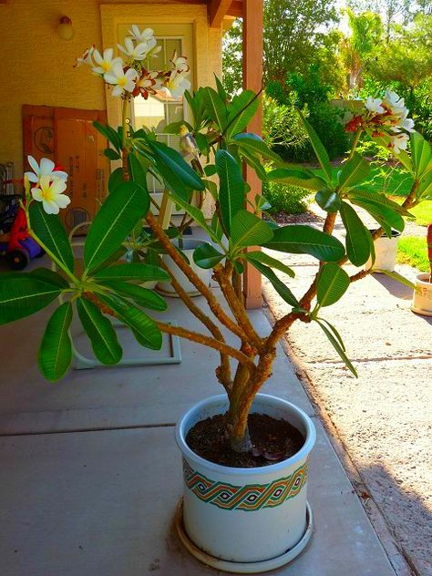 Indoor Plumeria, Entryway Style, Hawaiian Plumeria, House Plants Indoor, Indoor Plants, House Plants, Google Search, Plants