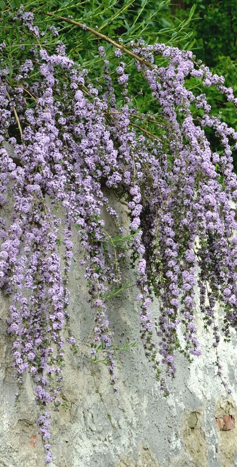 Pruning Butterfly Bush Early Spring, Pruning Butterfly Bush, Buddleja Alternifolia, Magnolia Shrub, Japanese Quince, Buddleja Davidii, Flowering Quince, Change Of Seasons, Gardening Zones