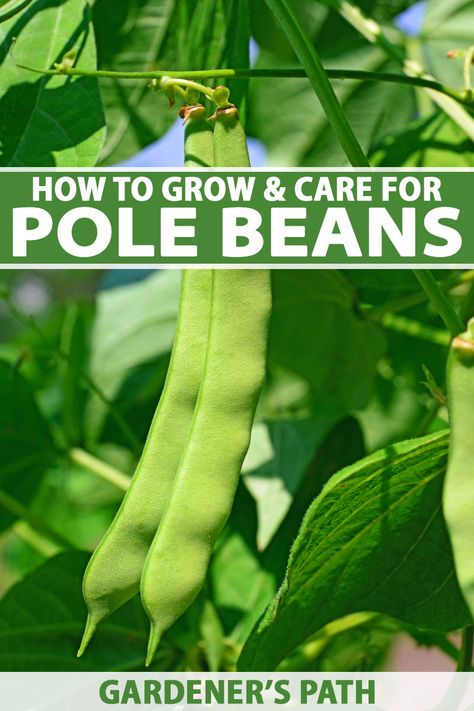 Pole beans provide a delicious harvest when planted as a summer veggie. Grown up trellises or stakes, this vertical crop is easy to pick and can help maximize garden real estate. Read our guide about pole beans now on Gardener's Path to get the lowdown on growing this lofty legume. #growyourown #beans #gardenerspath Pole Bean Trellis, Plant Pole, Grow Beans, Bean Trellis, Growing Green Beans, Growing Beans, Square Foot Garden, Seed Growing, Companion Planting Vegetables