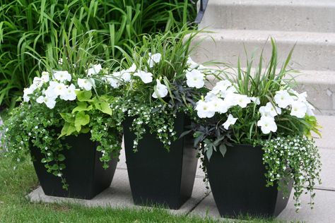 These are my flower pots I put together in early spring. Love the combination of green, white and black. Black Planters, Spring Love, Patio Pots, Container Gardening Flowers, Flower Pots Outdoor, Moon Garden, Flower Landscape, Outdoor Flowers, Garden Containers