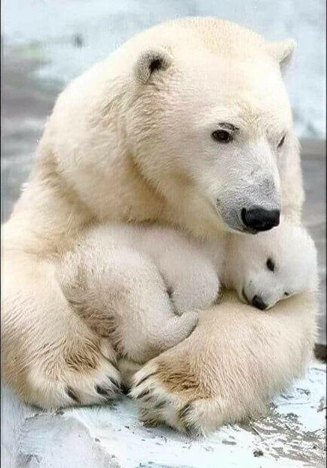 Photo Ours, Regnul Animal, Wild Animals Pictures, Cute Polar Bear, Baby Animals Pictures, Bear Pictures, Cute Wild Animals, Cabin Crew