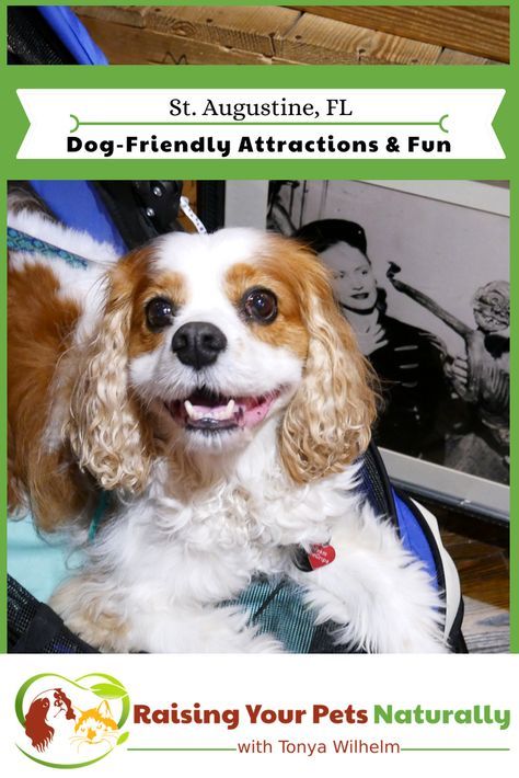 Traveling With Dogs, Dog Friendly Vacation, Positive Dog Training, St Augustine Florida, Visit Florida, Cat Travel, Dog Travel, St Augustine, New Puppy