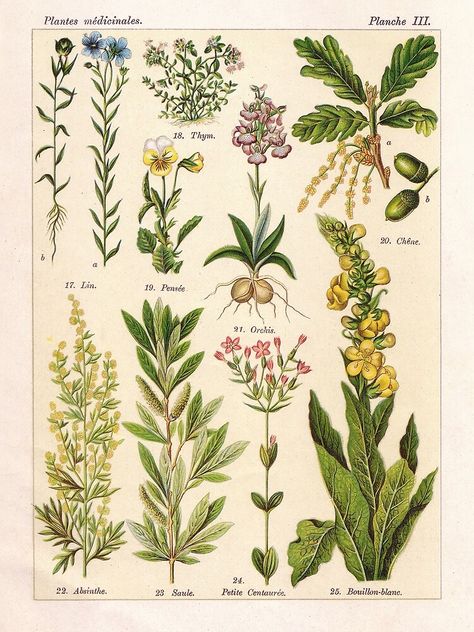 "French botanical illustration - Henri Coupin - Plantes medicinales planche 3" Poster by Gardenlibrary | Redbubble Illustration Botanique Vintage, Botany Illustration, Plant Sketches, Plant Book, Illustration Botanique, Botanical Illustration Vintage, Vintage Botanical Prints, Botanical Poster, Plant Drawing