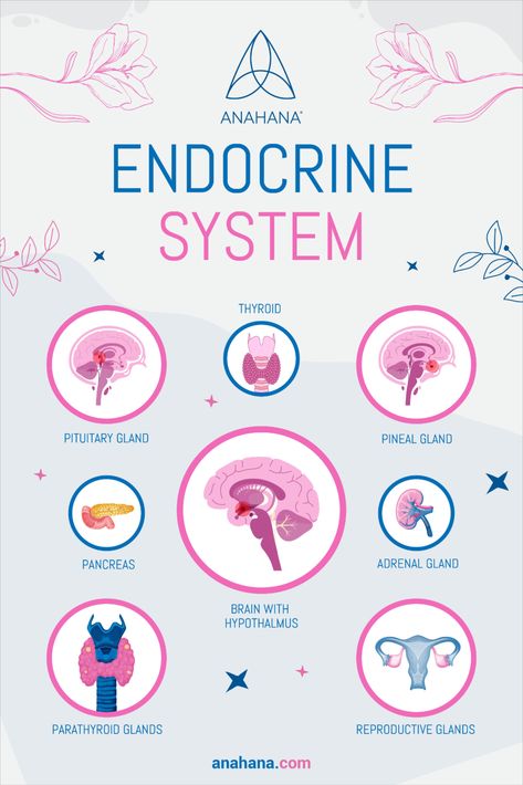 All The Parts of The Endocrine System Endocrine System Notes Aesthetic, Adrenal Glands Endocrine System, Endocrine System Art, Endocrine System Diagram, Exocrine System, Endocrine System Anatomy, Endocrine System Hormones, Basic Biology, Biology Experiments