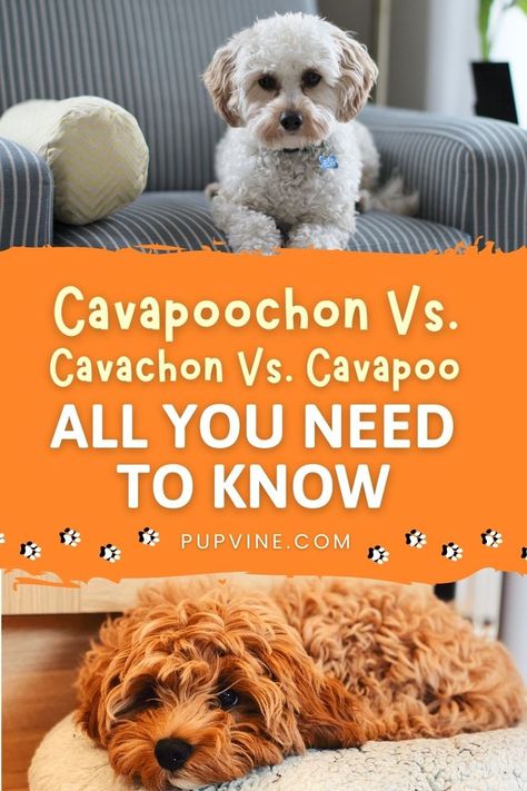 What is a Cavapoochon, and how is it different from Cavachons and Cavapoos? If mixed breeds interest you, you’re in the right spot. Cavachon Puppies, Mixed Breed Dogs, Mixed Breed, New Puppy, Need To Know, Puppies, Dogs, Animals