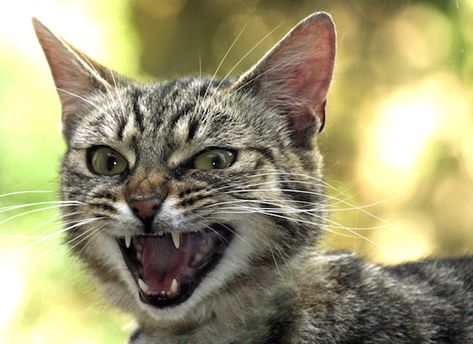 Catittude: Why is My Cat so Mean? Snarling Reference, Cat Snarling, Mean Cat, Cat Face, A Cat, Signs