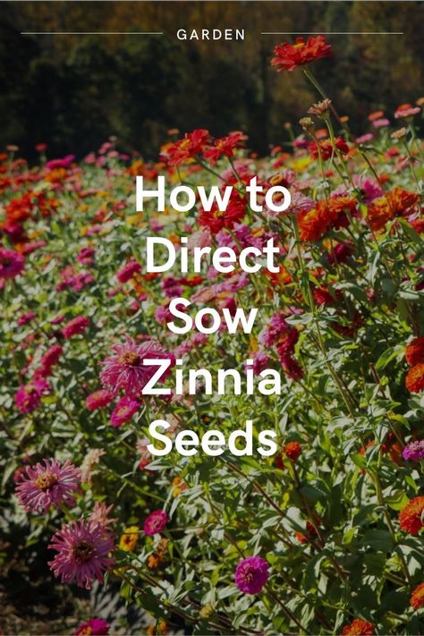 Zinnas are the prefect flower to direct sow in your garden Growing Zinnias From Seed, Direct Sow Seeds, Flower Garden Layouts, Zinnia Garden, Growing Cut Flowers, Container Garden Design, Zinnia Flowers, Container Gardening Flowers, Veg Garden