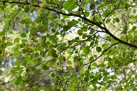 Alder trees and shrubs (Alnus spp.) are deciduous and grow very well in moist or wet soils as long as it has some drainage. Discover the varieties. Types Of Pine Trees, Small Trellis, Plants Under Trees, Alder Tree, Shade Garden Plants, Full Sun Plants, Specimen Trees, Spruce Tree, Growing Tips