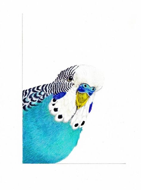 Budgie Smugglers, Budgie Illustration, Parakeet Art, Blue Budgie, Birds Wallpaper, Parrots Art, Bird Paintings, Painting Pictures, Parakeets